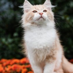 red point siberian cat