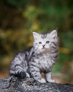 Figg & Prowle: Siberian kittens in New England. Silver male Siberian kitten