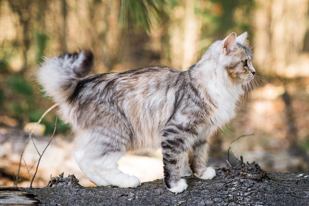 DSC_5315 | Figg and Prowle Siberian Cats