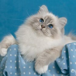 Birma_blue_point_SBI_a_21