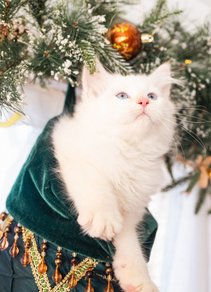Siberian cat Swan at Figg & Prowle, New England