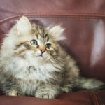 pudding-7615