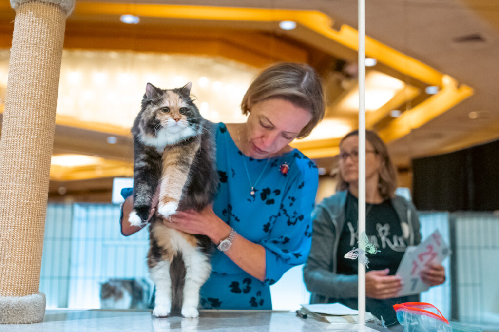 We had a wonderful time at the TICA Northeast Regional
